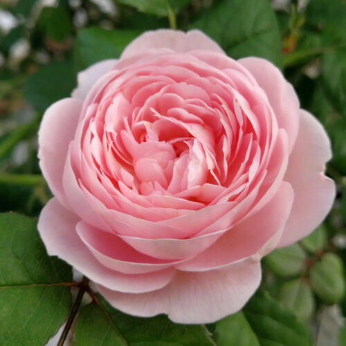 rosa mosqueta